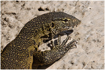Waran am Ufer des Lake Malawi | Malawi