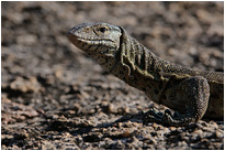 Gut getarnt - Waran am Ufer des Lake Malawi | Malawi