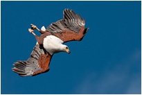 Kamikaze Sturzflug - ich habe den Fisch gesehen | Malawi