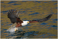 Unglaublich mit was für einer Präziosion die Adler zugreifen | Malawi