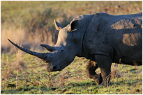 Da will man nicht aufgespießt werden... | Südafrika