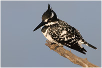 Graufischer | Südafrika