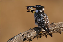 Graufischer nach erfolgreicher Jagd | Südafrika