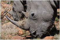 Breitmaul Nashorn im Pilanesberg National Park | Südafrika