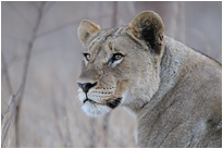 Löwe im Pilnesberg Natinal Park | Südafrika