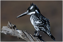 Graufischer | Südafrika