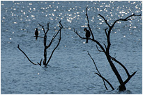 Schöne Lichtstimmung an einem See im Pilanesberg National Park | Südafrika